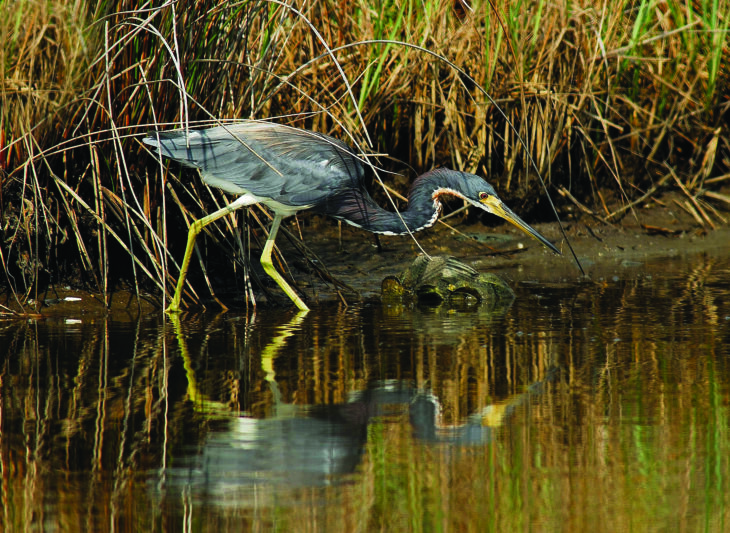 Birding in the Black Belt