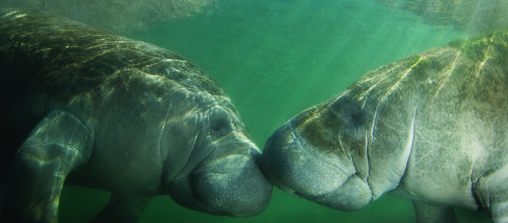 Save the Manatees